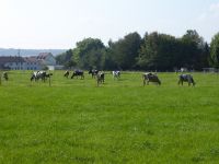 Ferschweiler-Plateau_010