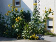 Ferschweiler-Plateau_015