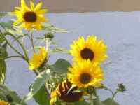 Ferschweiler-Plateau_020