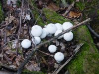 Ferschweiler-Plateau_090