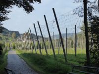 Ferschweiler-Plateau_130