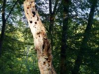 Ferschweiler-Plateau_135