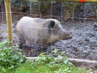 102_Himmerod-Eisenschmitt_2017.10.15