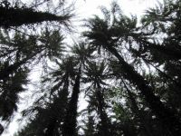 Irrel-Menningen_1472