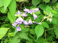 Irrel-Menningen_1481