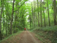 Irrel-Menningen_1483