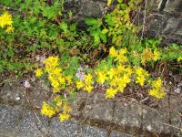 Irrel-Menningen_1519