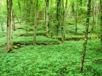 Irrel-Menningen_1549