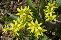 Waxweiler_2017.03.26.040