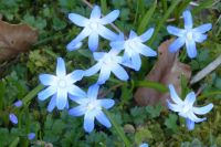 Waxweiler_2017.03.26.050