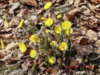 Waxweiler_2017.03.26.060