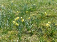 Narzissenwanderung_07