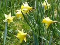 Narzissenwanderung_08