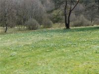 Narzissenwanderung_09