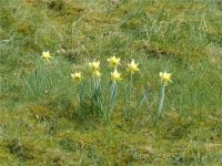 Narzissenwanderung_10