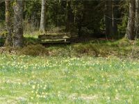 Narzissenwanderung_17