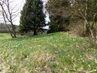 Narzissenwanderung_18