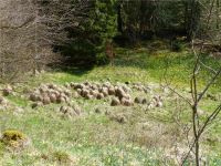 Narzissenwanderung_20