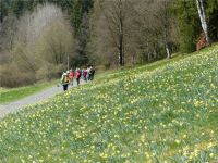 Narzissenwanderung_21