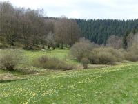 Narzissenwanderung_23