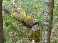 Narzissenwanderung_25