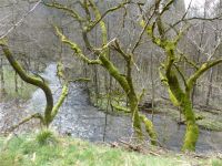 Narzissenwanderung_26