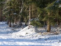 Winterwald_08