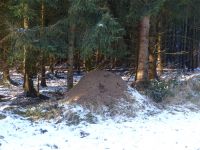 Winterwald_09