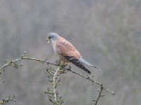 010_Turmfalke_Maennchen