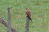 030_Turmfalke_Weibchen