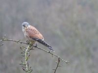 040_Turmfalke_Maennchen