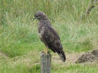 080_Bussard