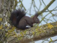 140_Eichhoernchen