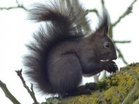 145_Eichhoernchen