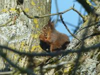 150_Eichhoernchen