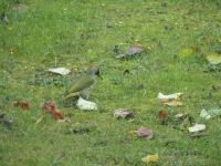 230_Gruenspecht